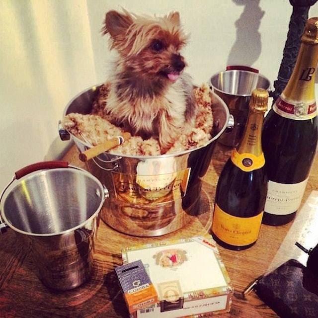 The 'Rich Dogs Of Instagram' Live More Glamorous Lives Than You Do (Photos)