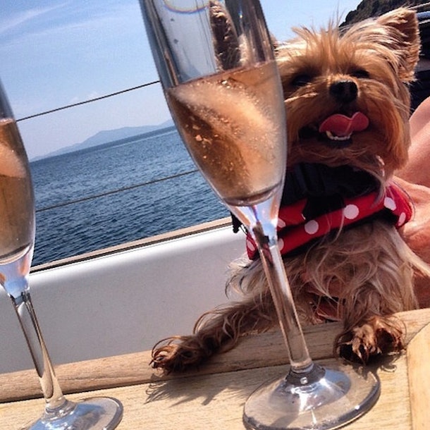 The 'Rich Dogs Of Instagram' Live More Glamorous Lives Than You Do (Photos)