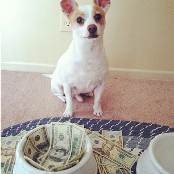The 'Rich Dogs Of Instagram' Live More Glamorous Lives Than You Do (Photos)