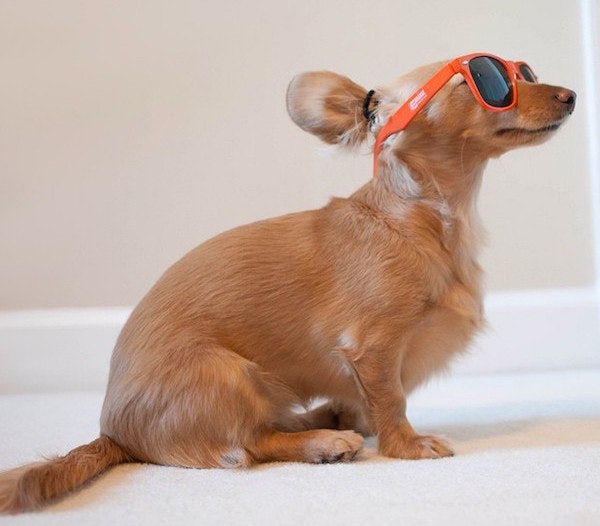 Forget Man Buns, Because Dog Buns Are Everything Right Now 