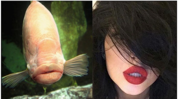 finding nemo fish big lips