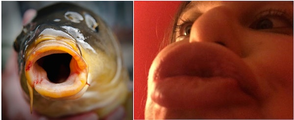 finding nemo fish with big lips