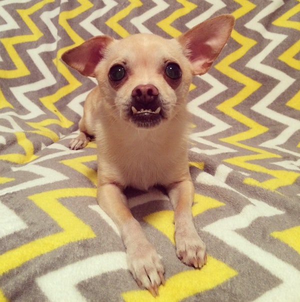 14 Animals That Definitely Could Have Used Braces Growing