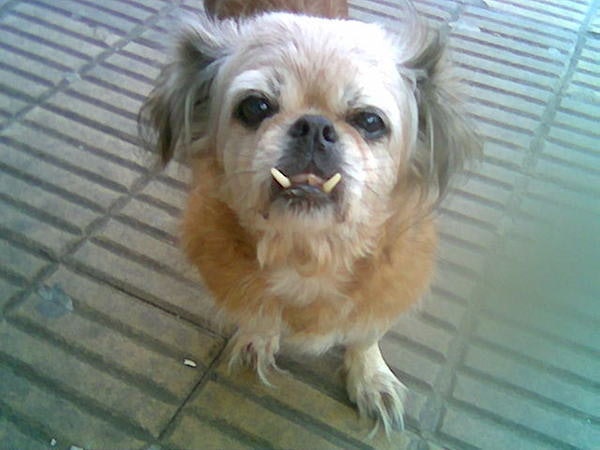 14 Animals That Definitely Could Have Used Braces Growing