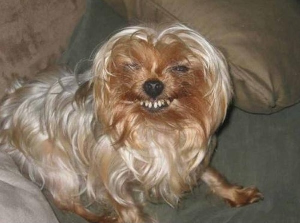 14 Animals That Definitely Could Have Used Braces Growing