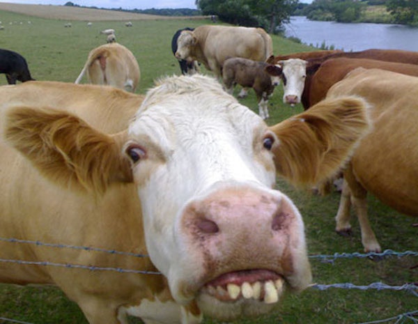 14 Animals That Definitely Could Have Used Braces Growing