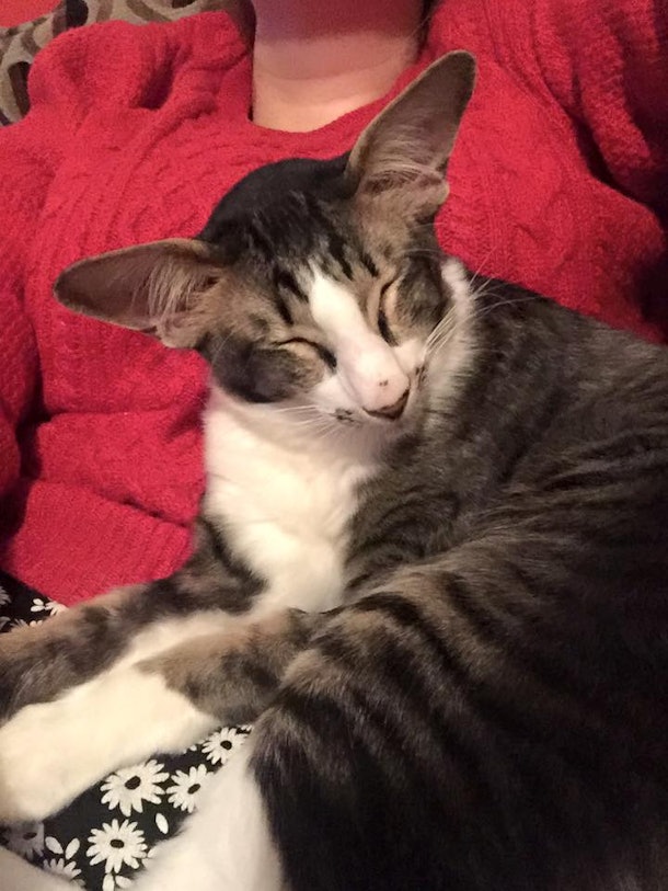 I Adopted That Viral Internet Cat Who Looks Like Adam Driver