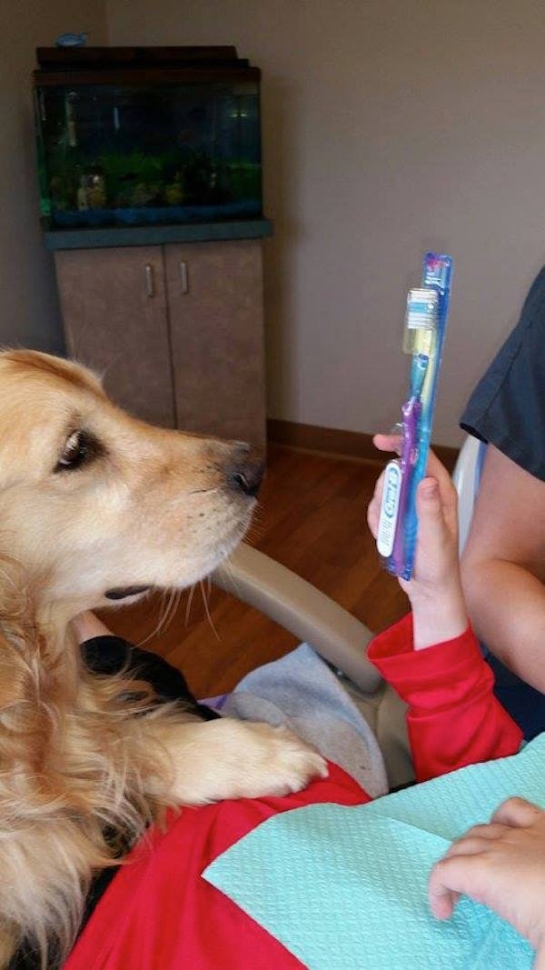 This Adorable Dog Works At A Dentist S Office To Comfort