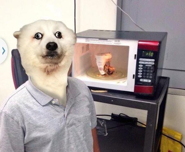 People Can T Stop Photoshopping This Pic Of A Very Confused Dog