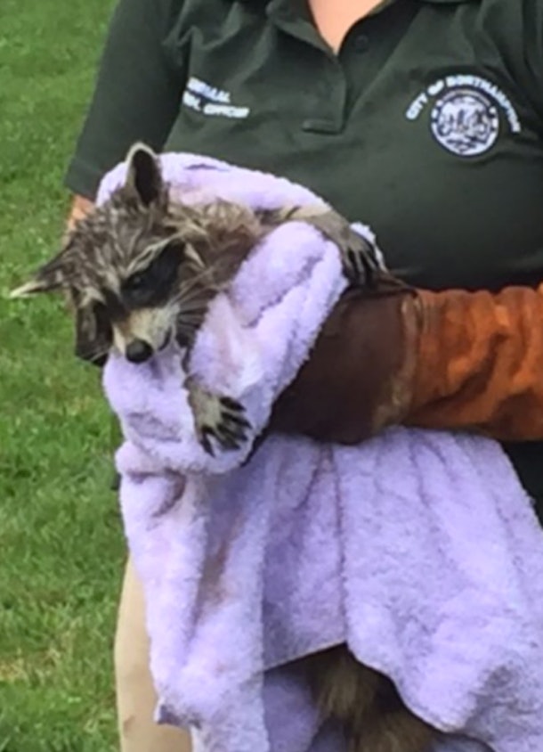 Raccoon Stuck In Sewer Grate Is All Of Us At Summer's End
