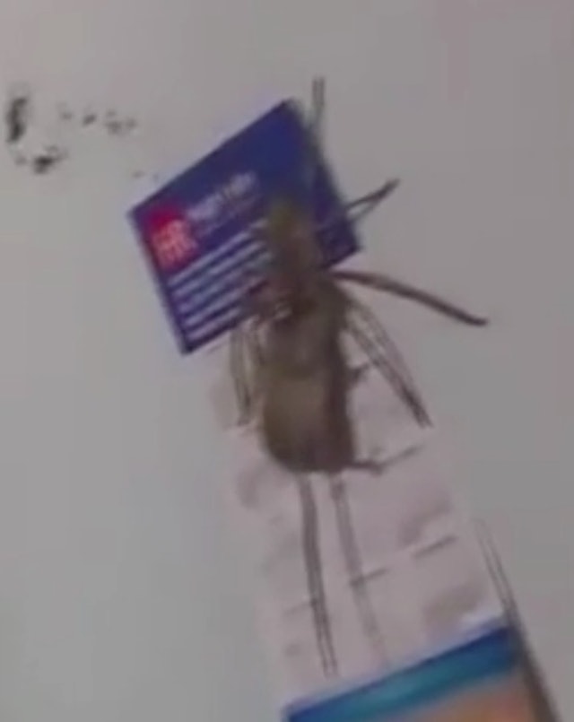 Giant Huntsman Spider Tries Eating Mouse In Viral Video 1185