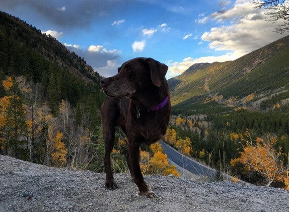 Veteran Says Farewell To Dog He Took On Trip