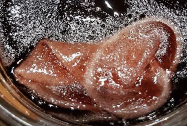 Condom Found In Jelly And Company Has Weak Excuse