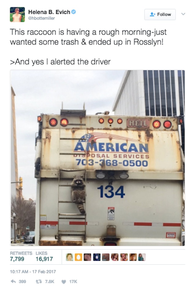 Raccoon Riding A Garbage Truck Is Us Trying To Stay Sane