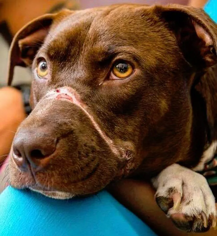 After Taping Dog s Mouth Shut Man Will Serve 5 Years