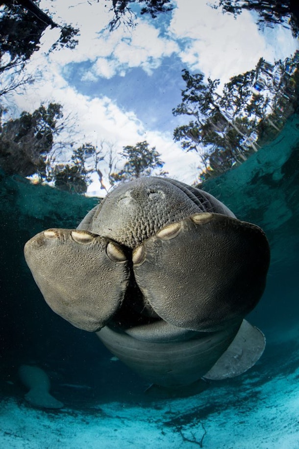 Manatees Downgraded From Endangered To Threatened