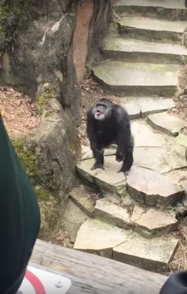 Chimp Throws Poop On Grandma's Face At The Zoo