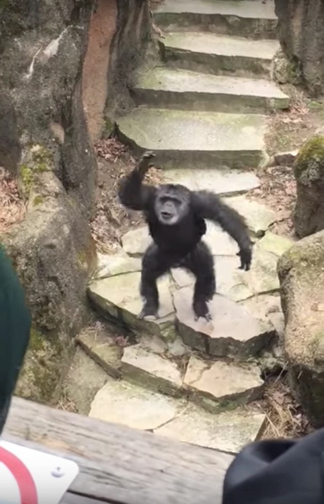 Chimp Throws Poop On Grandma's Face At The Zoo