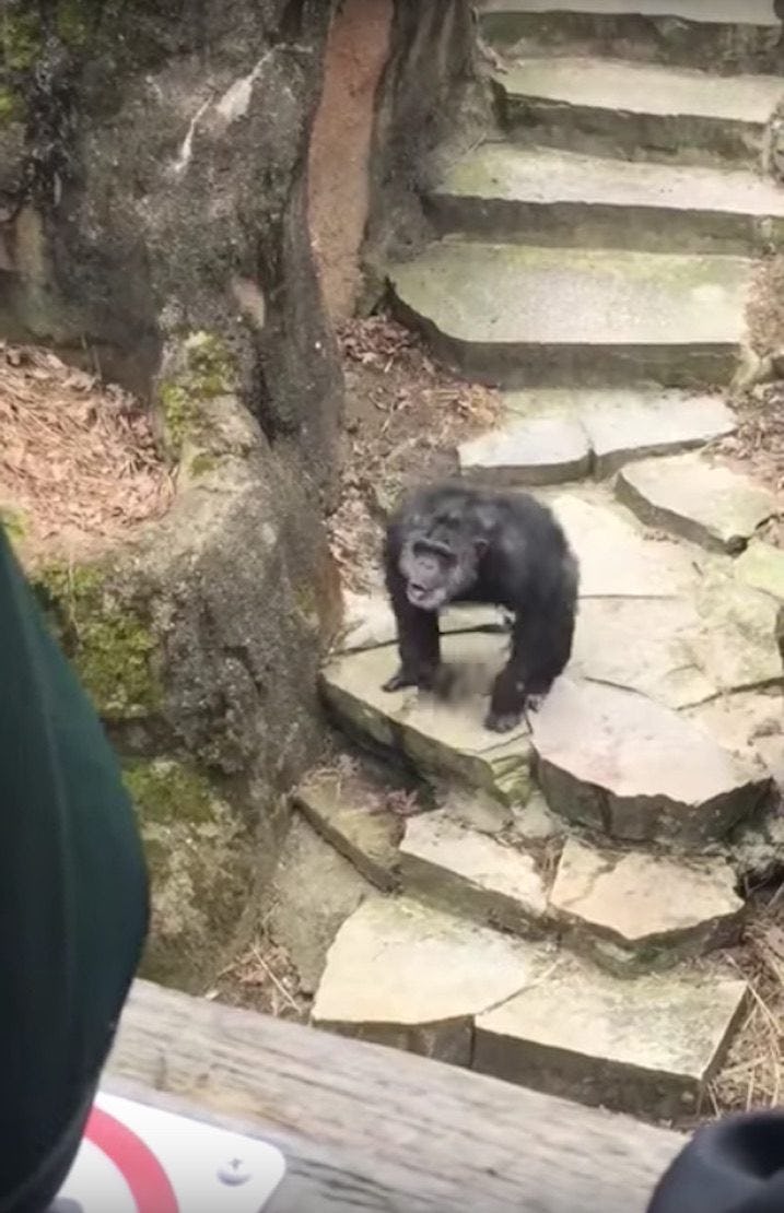 Chimp Throws Poop On Grandma's Face At The Zoo