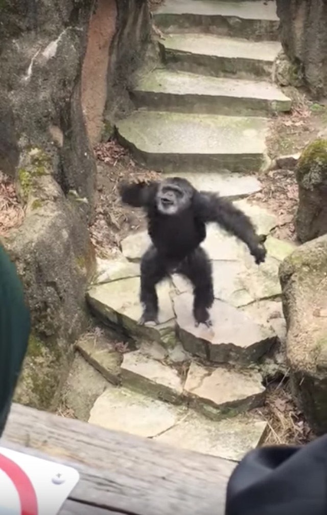 Chimp Throws Poop On Grandma's Face At The Zoo