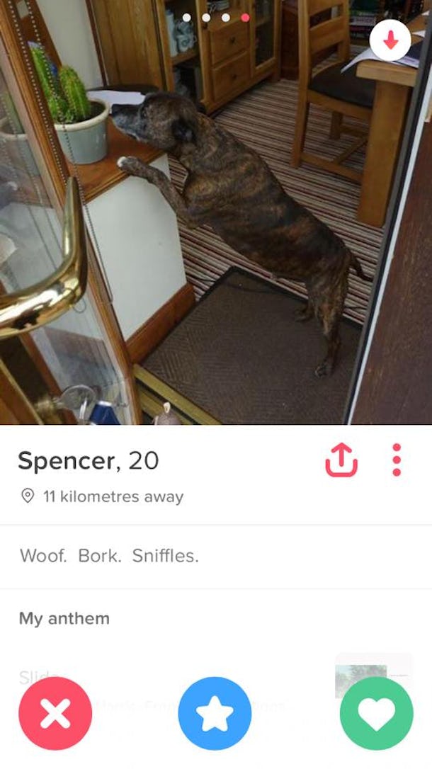 This Woman Matched With A Dog On Tinder And It's The Best