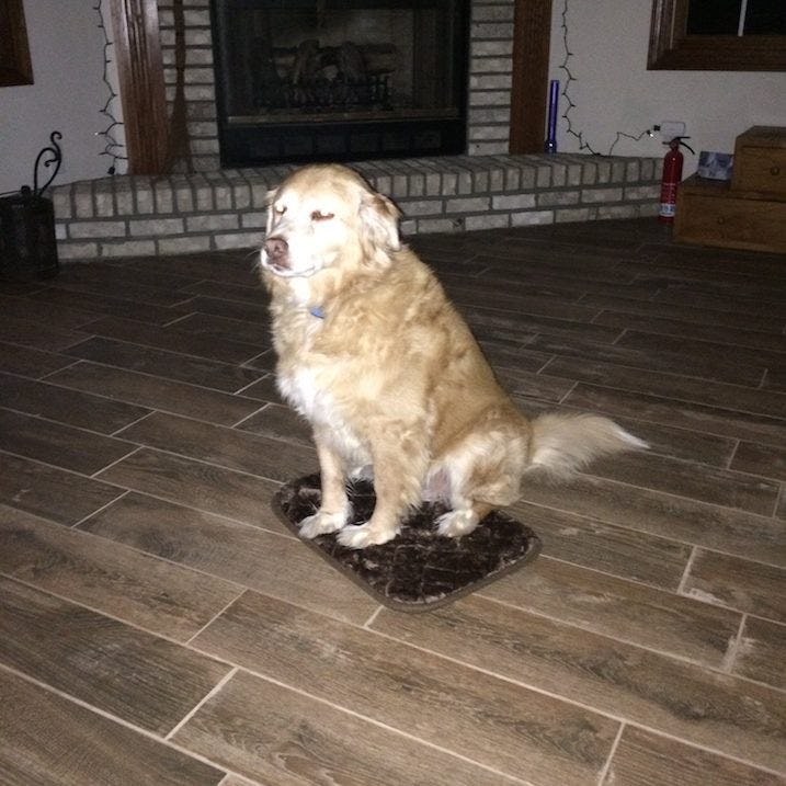 extra small dog bed