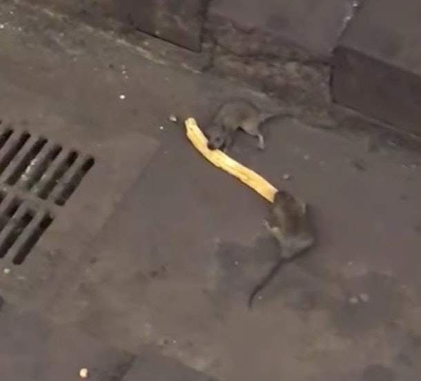 Two Rats Fighting Over Churro Make Pizza Rat Look Saintly