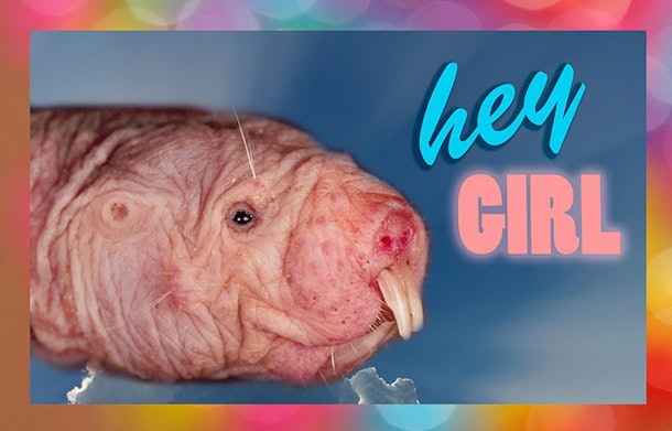 Sextortion Campaign In Canada Uses Naked Mole Rats
