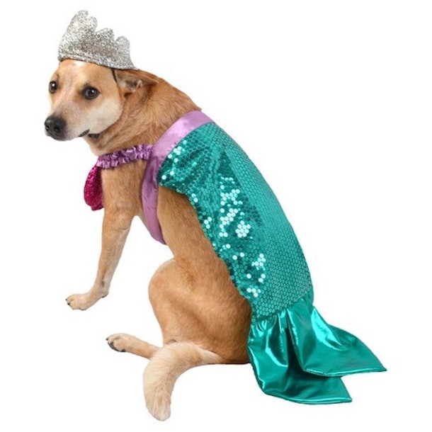 12 Dog Halloween Costume Ideas That Are Way Too Cute For Words