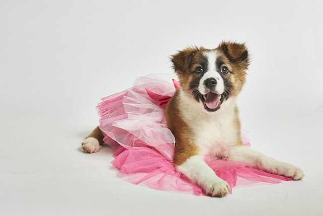 Pet Costume Can Goods Dog Pet Costume Can Goods Dog