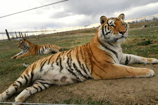Tigers held in captivity is a huge problem in the united states, brought to light by the docuseries "Tiger King"