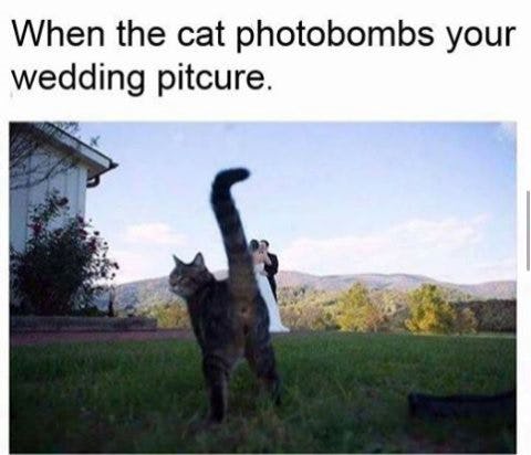 10 Cats Photobombing Pictures We Can All Take Some Serious Notes From
