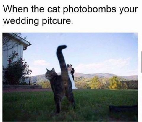 10 Cats Photobombing Pictures We Can All Take Some Serious