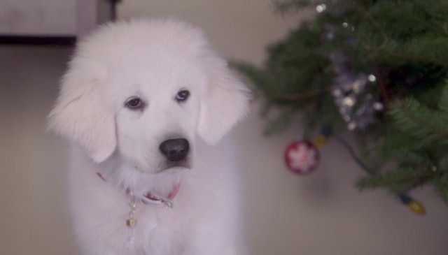 5 Thanksgiving Movies On Netflix To Watch With Family That