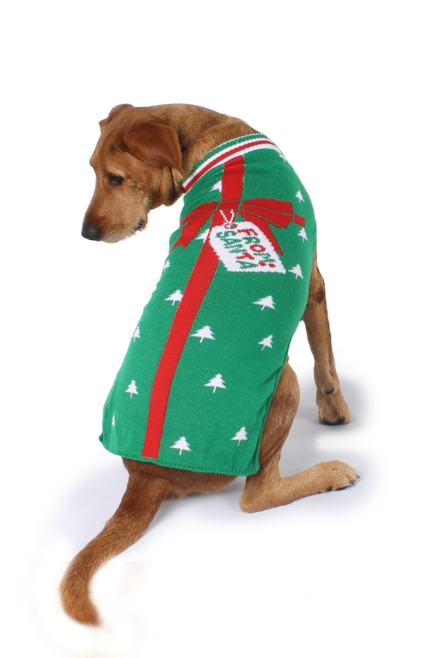 5 Matching Christmas Sweaters For Dogs & Owners That Are Pawfect For