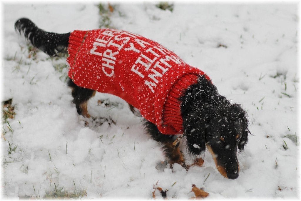 dog and owner christmas sweater