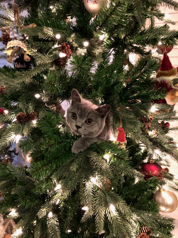 miniso christmas tree cat