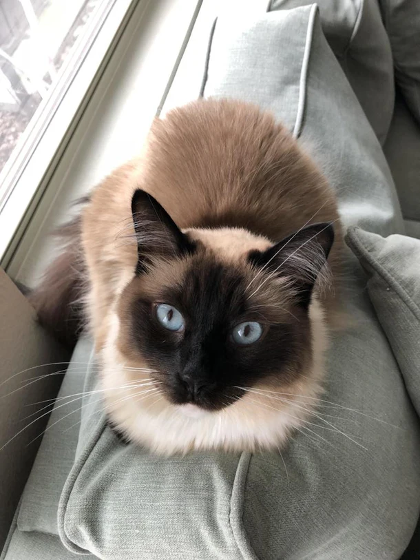 The Kind Of Cat To Get This Year Based On Your Zodiac Sign