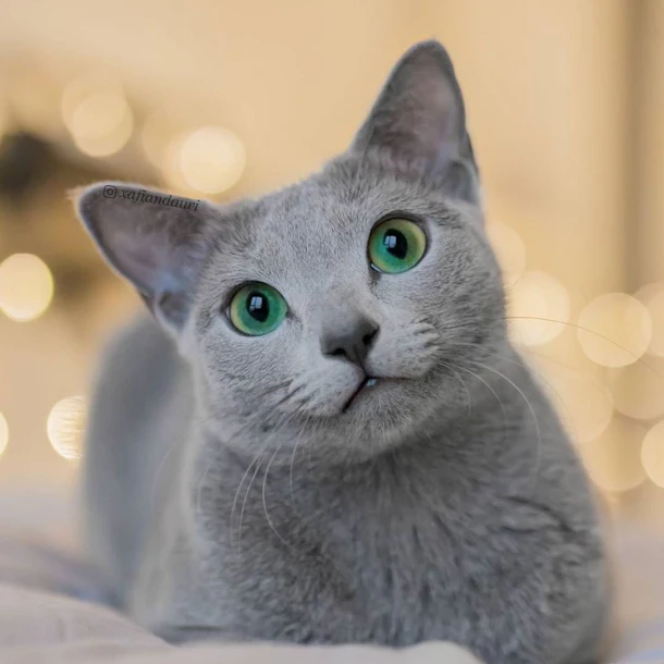The Kind Of Cat To Get This Year Based On Your Zodiac Sign
