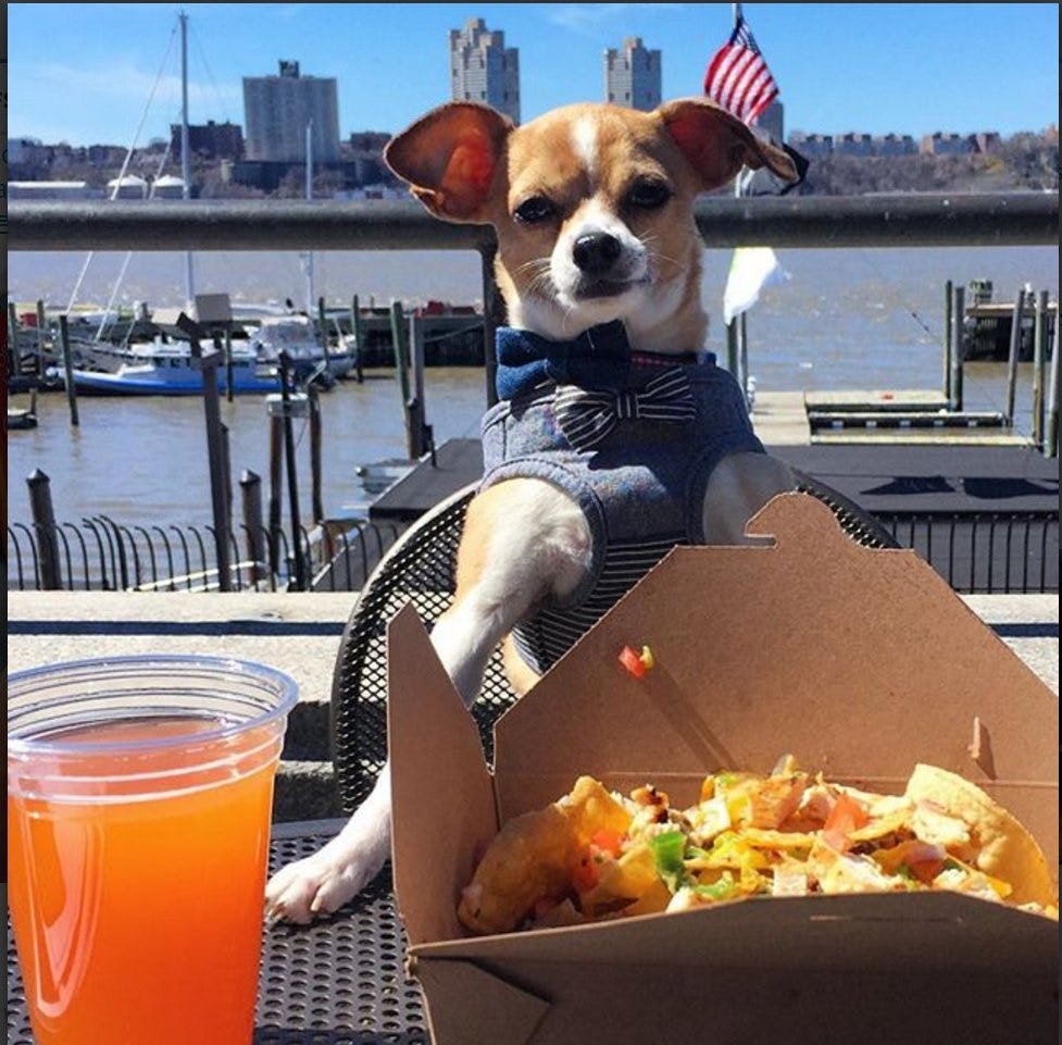 8 PetFriendly Restaurants In NYC, Because Your Fur Baby Deserves A Treat