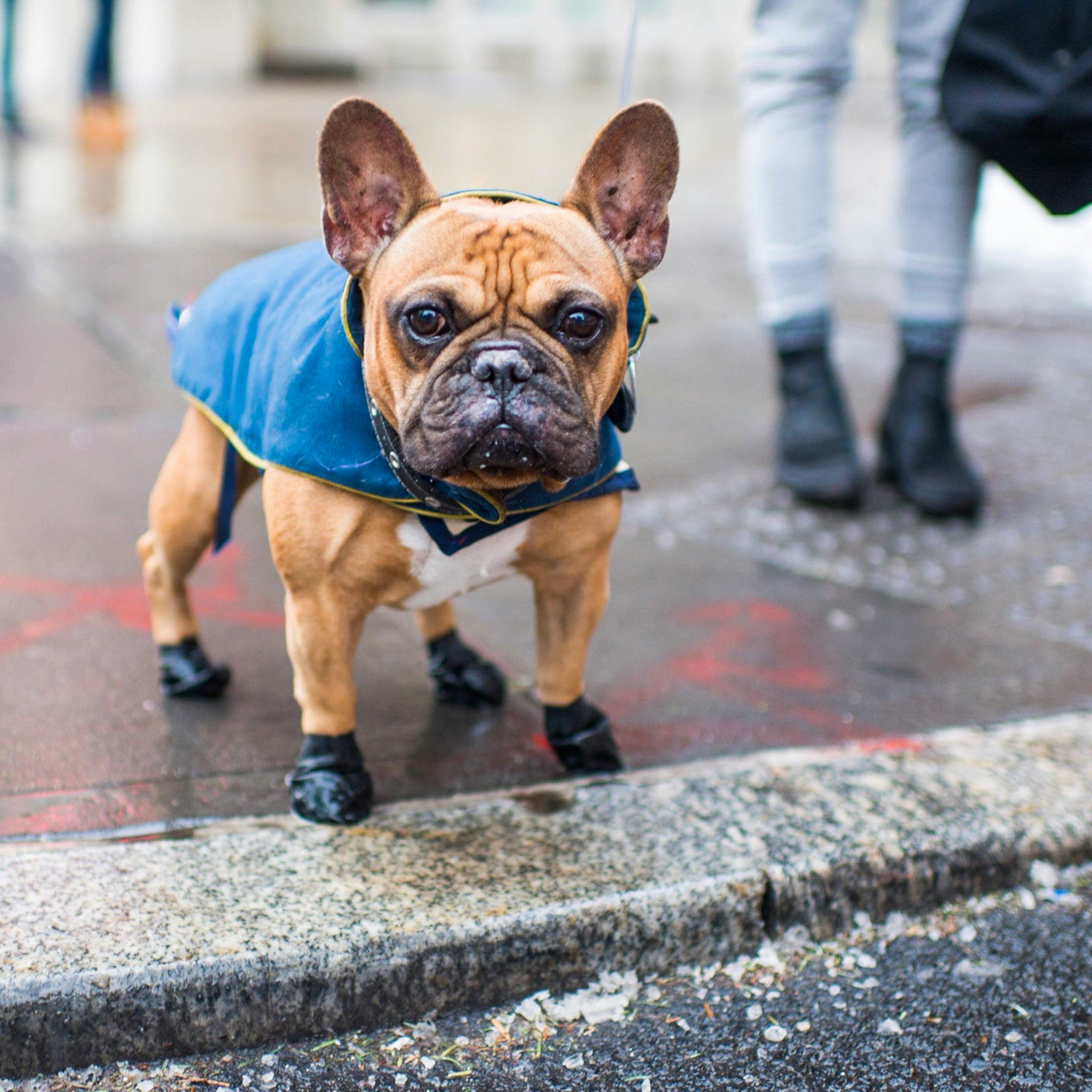 the kind of dog to get this year based on your zodiac sign your zodiac sign