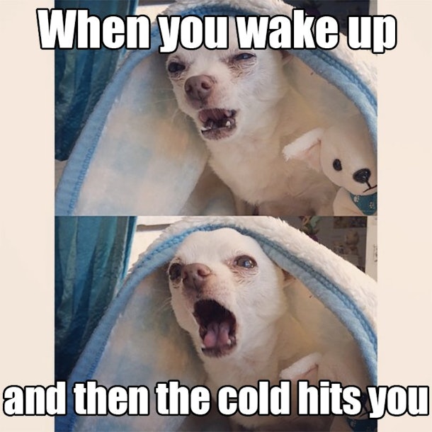 Get 12 Memes About Winter That Even Elsa From Frozen Would Agree With For iPhone Get Wallpaper 12 Memes About Winter That Even Elsa From Frozen Would Agree With Free HD
