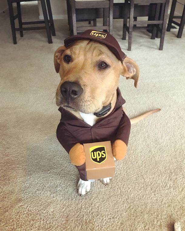 Wag!'s Dog Halloween Costume Contest Lets You Vote On The Cutest Pups ...