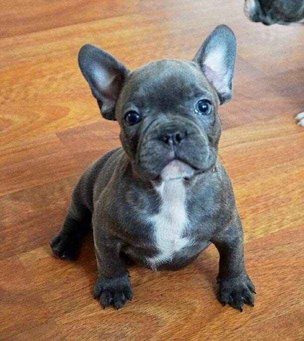 13 Pictures Of French Bulldogs That Show They're The Cutest Animals Ever
