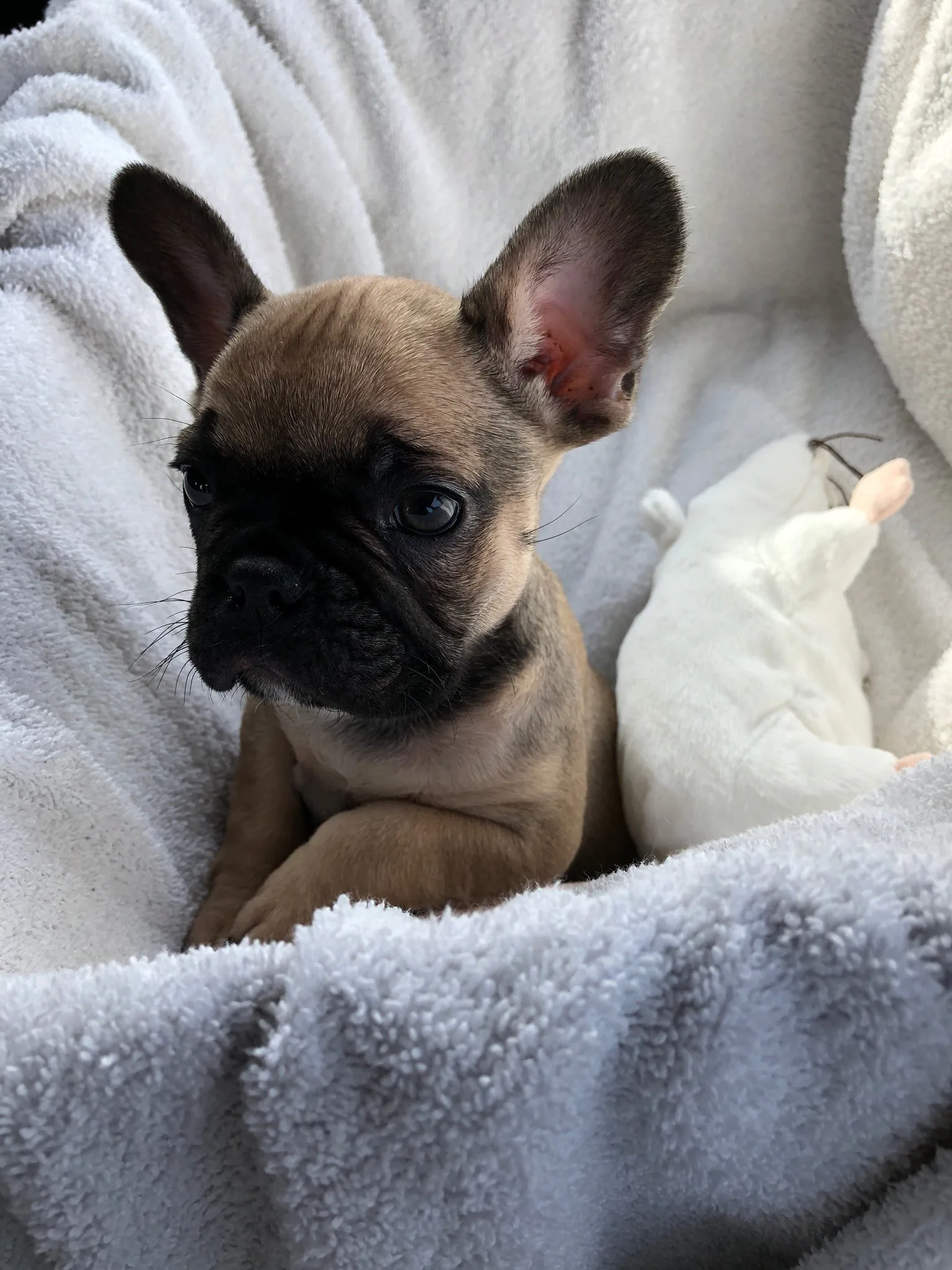 the cutest french bulldog in the world
