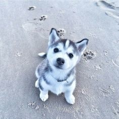 really cute huskies