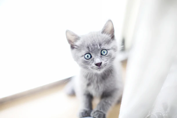 11 Pictures Of Kittens With Blue Eyes That Ll Make You Feel All The Things