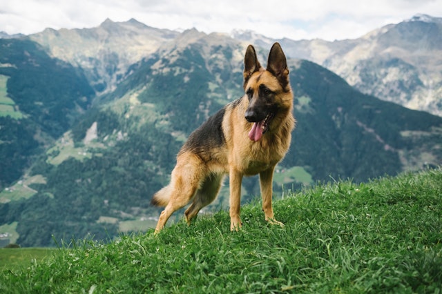 10 Pictures Of German Shepherds Who Would Make The Most Loyal Companions