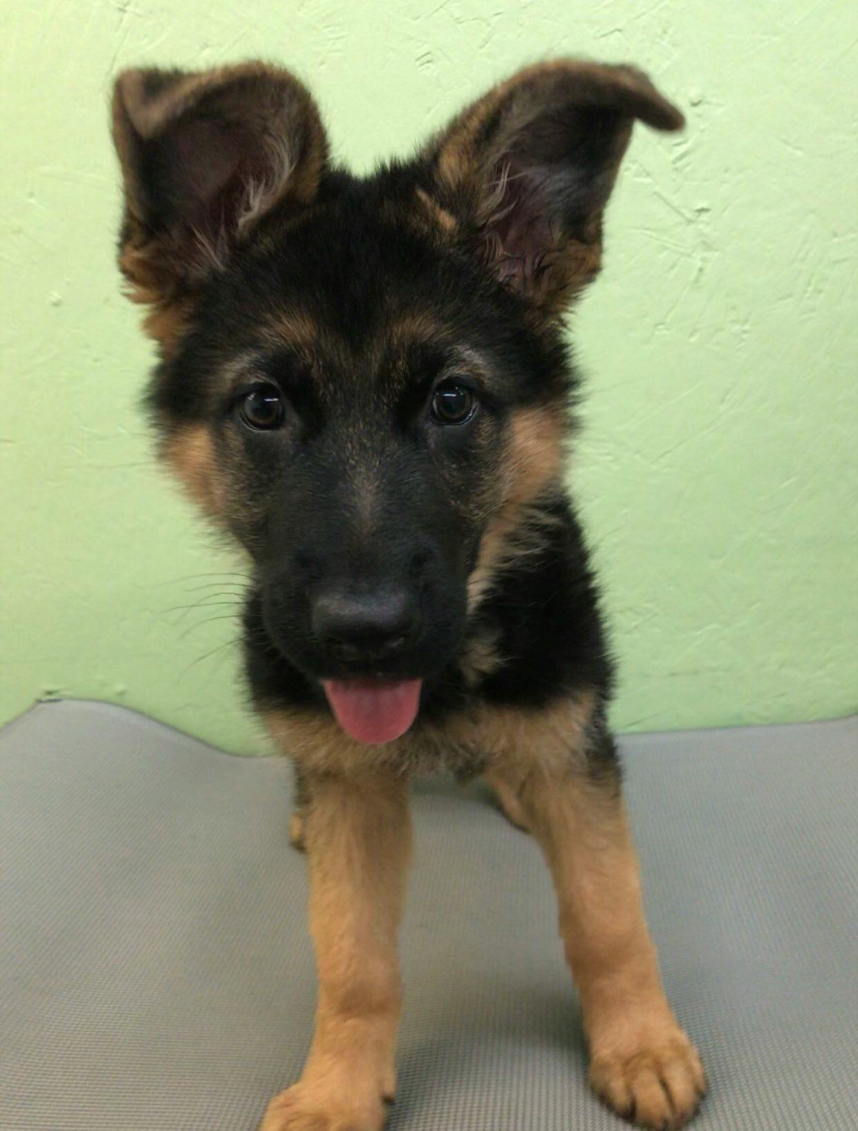 10 Pictures Of German Shepherds Who Would Make The Most Loyal Companions