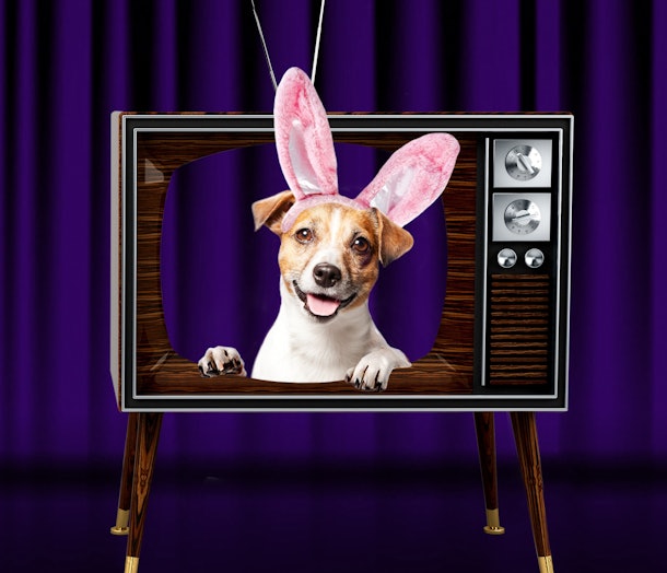 Cadbury’s Bunny Commercial Tryouts Are Open Now For A Chance To Make ...